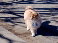 Cat Cam Feb 2008